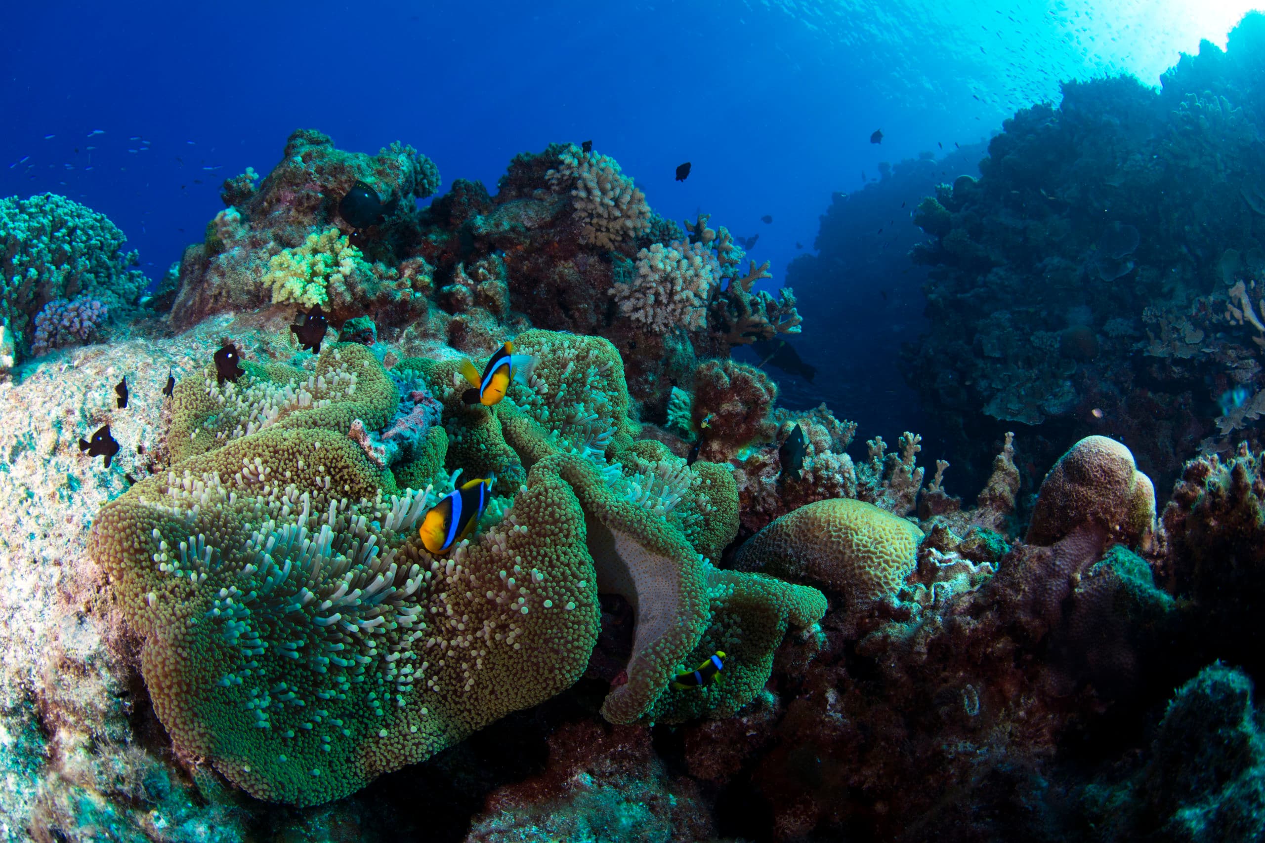 Osprey Reef