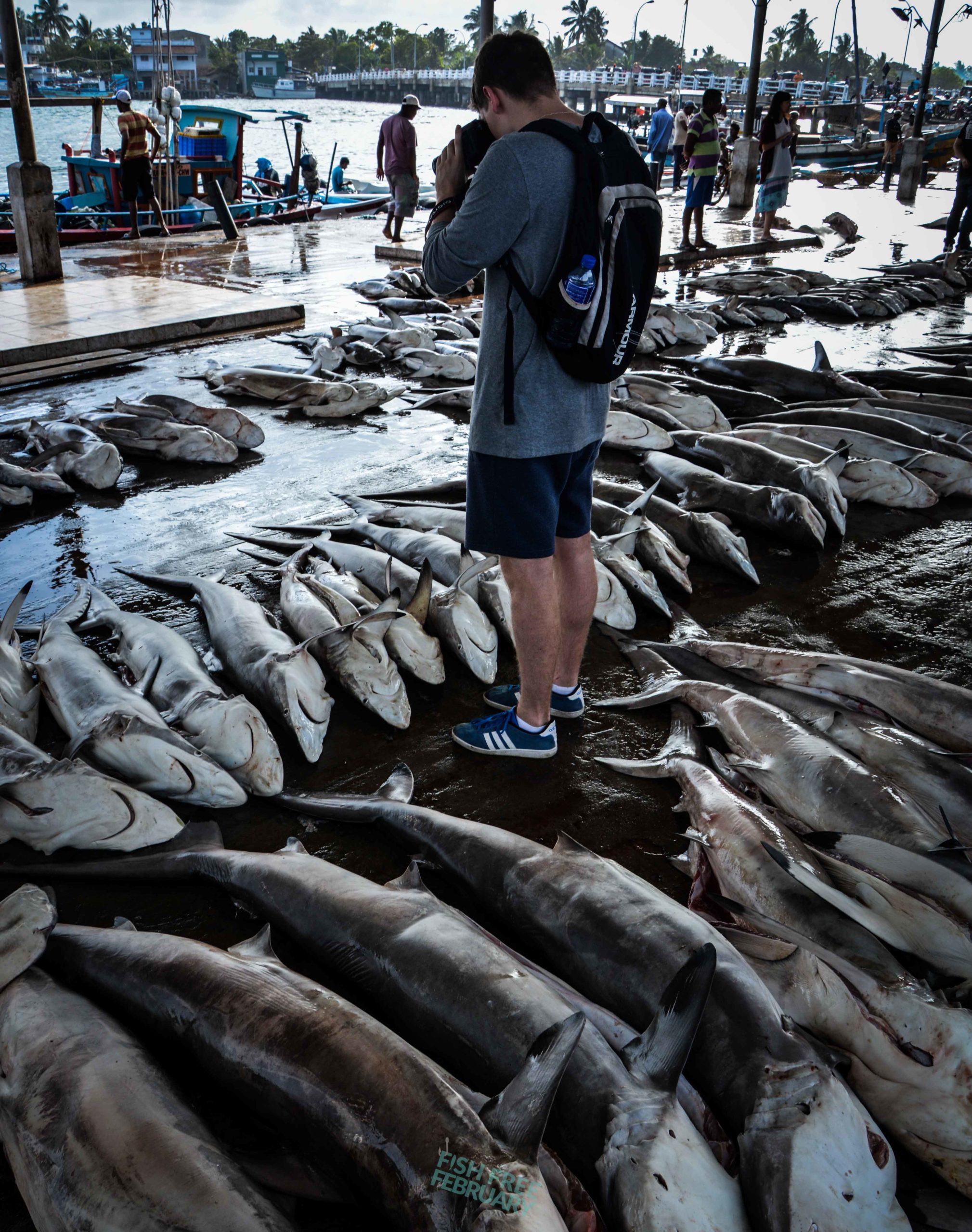 Photographing Dead sharks in a fish market - Fish Free February