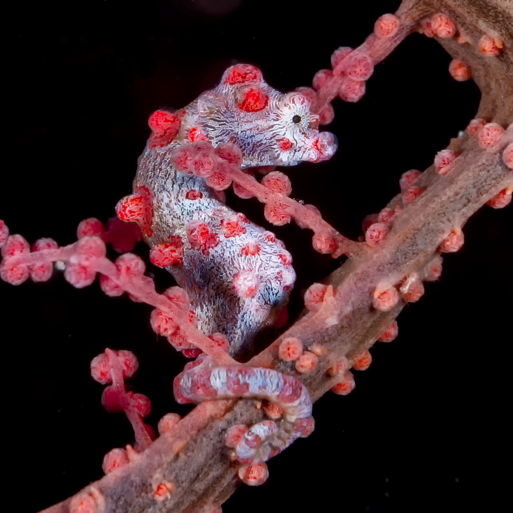 Spectacular New Guinea Island