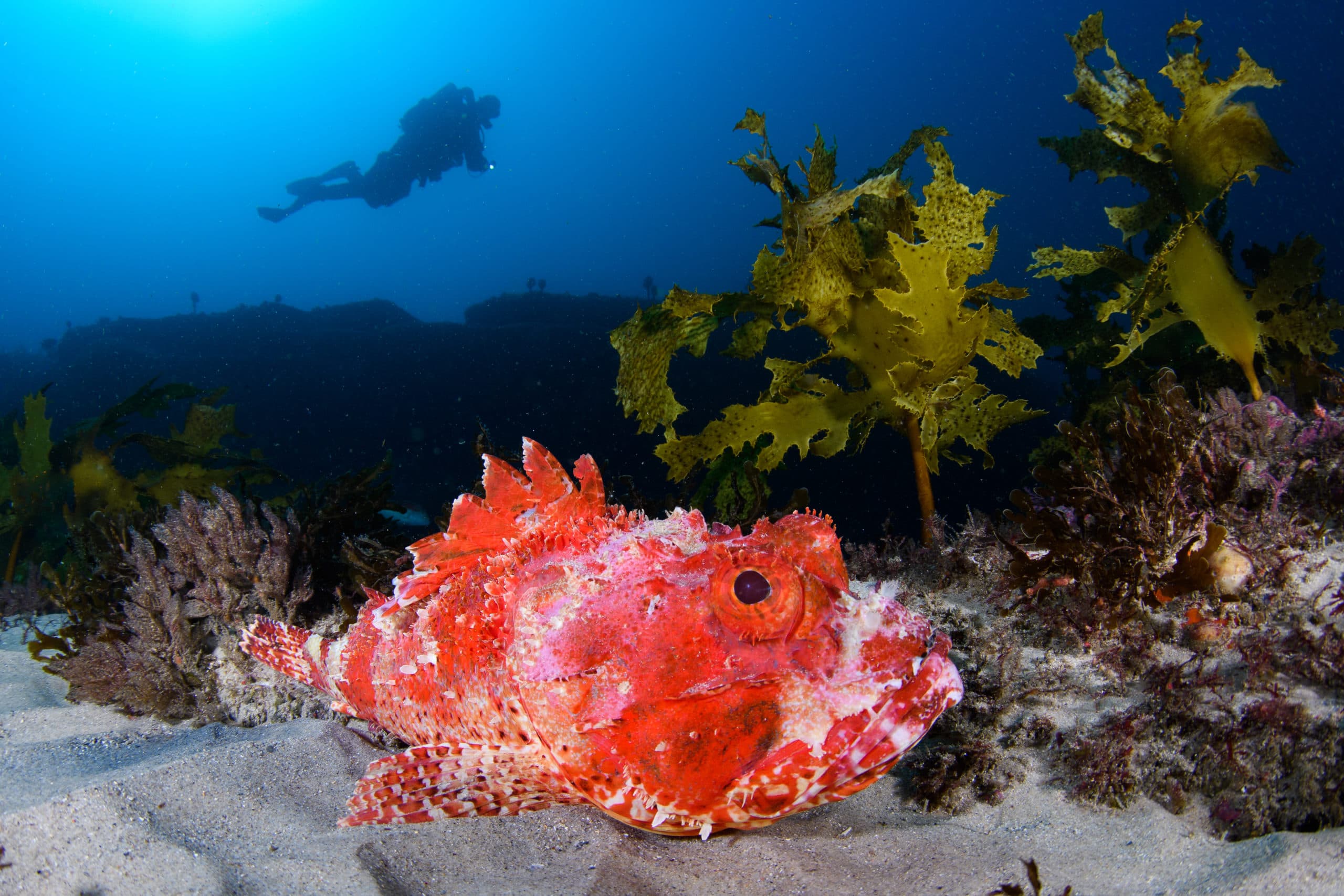 Close Focus Wide Angle technique 3 Scorpionfish are ideal subjects for CFWA, as they can be easily approached. Shark Point, Sydney.