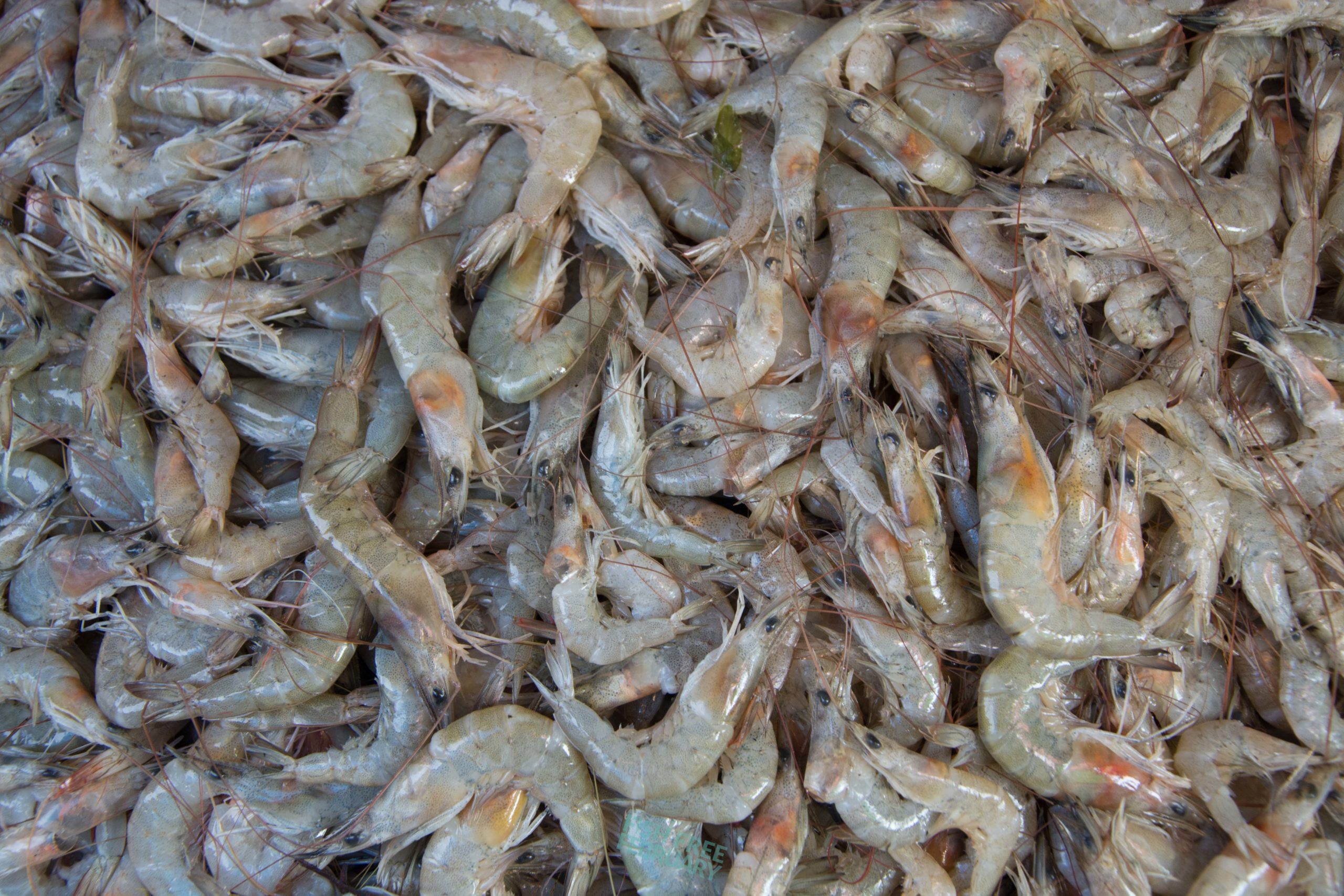 Shrimp - Fish Free February