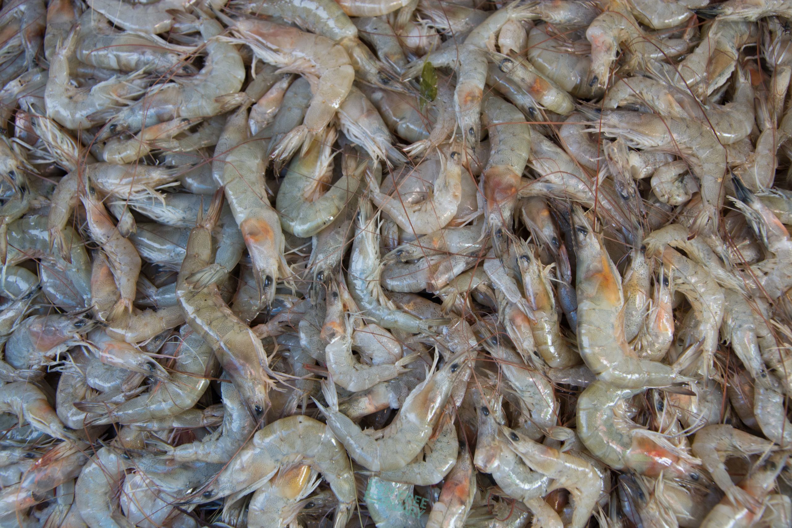 Fish Free February, Save the oceans with your diet 3 Shrimp - Fish Free February