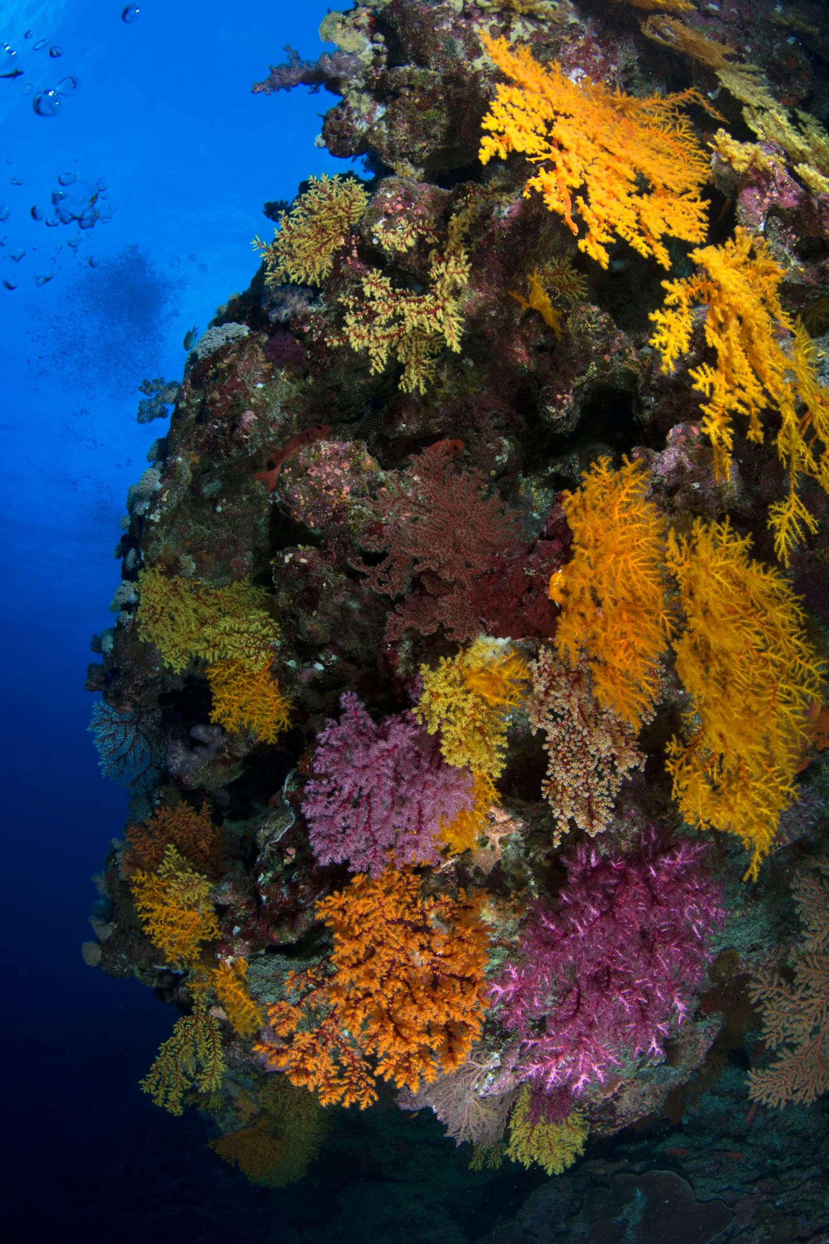 Soft Coral Wall