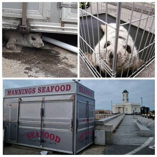 Tiny Seal was rescued by BDMLR members from under Mannings Seafood trailer in Kent