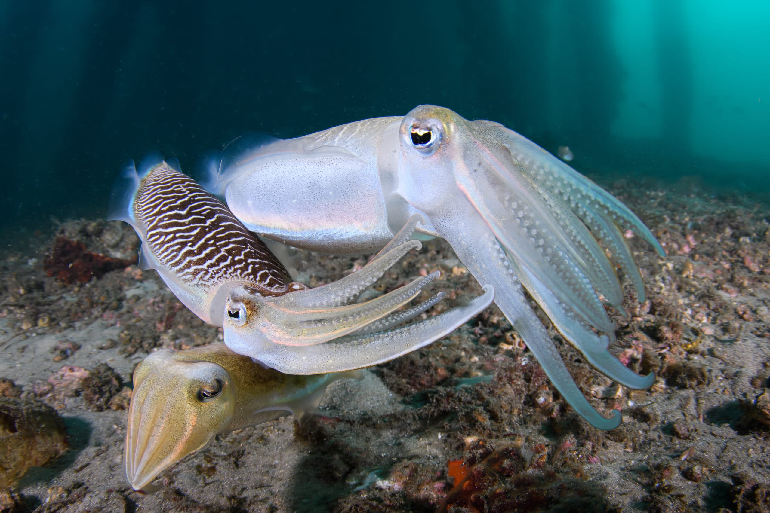 Two male cuttlefish competing for a female (bottom animal), on a mucky bottom, below Clifton Gardens’ jetty (Sydney).