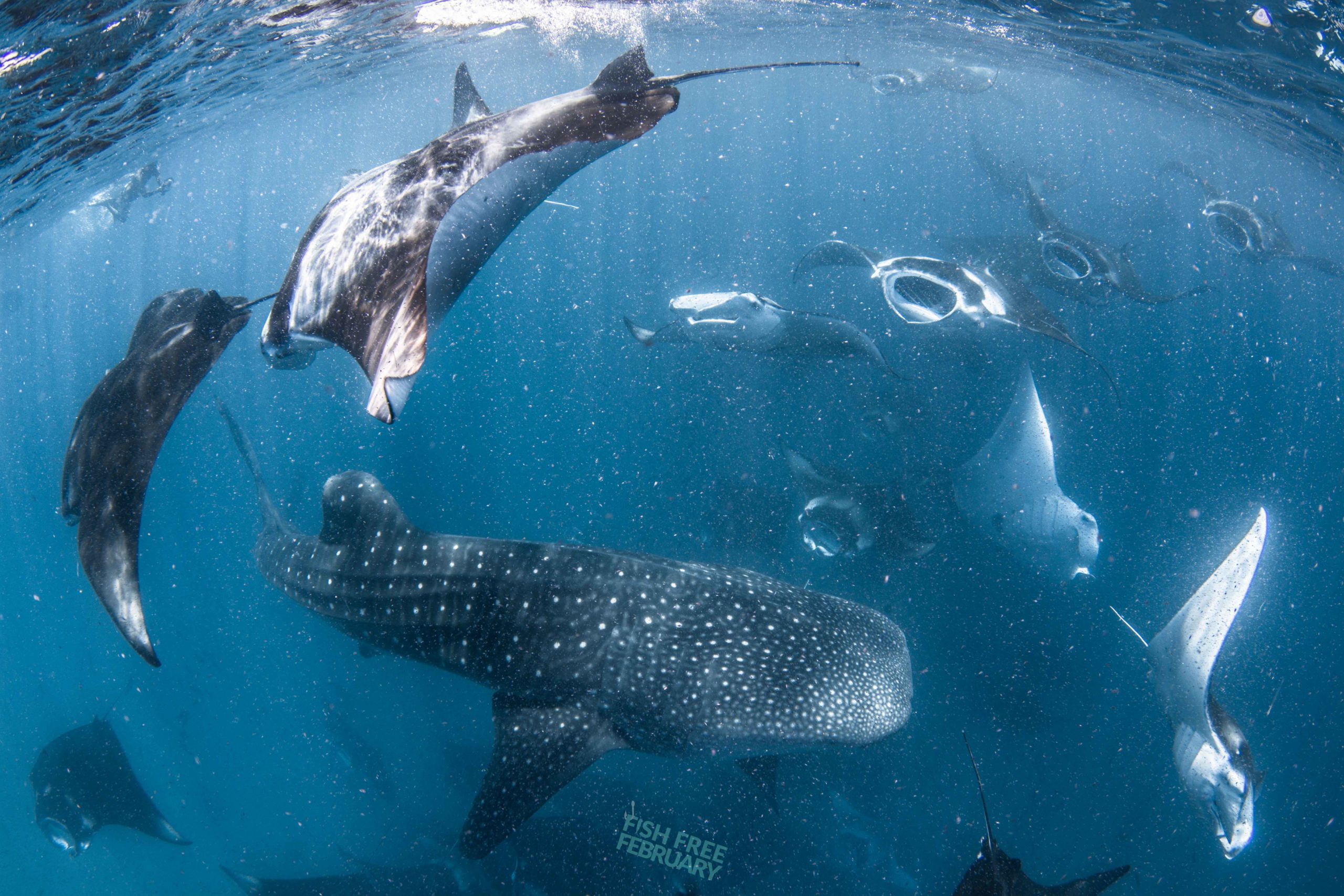 Whale Shark and mantas