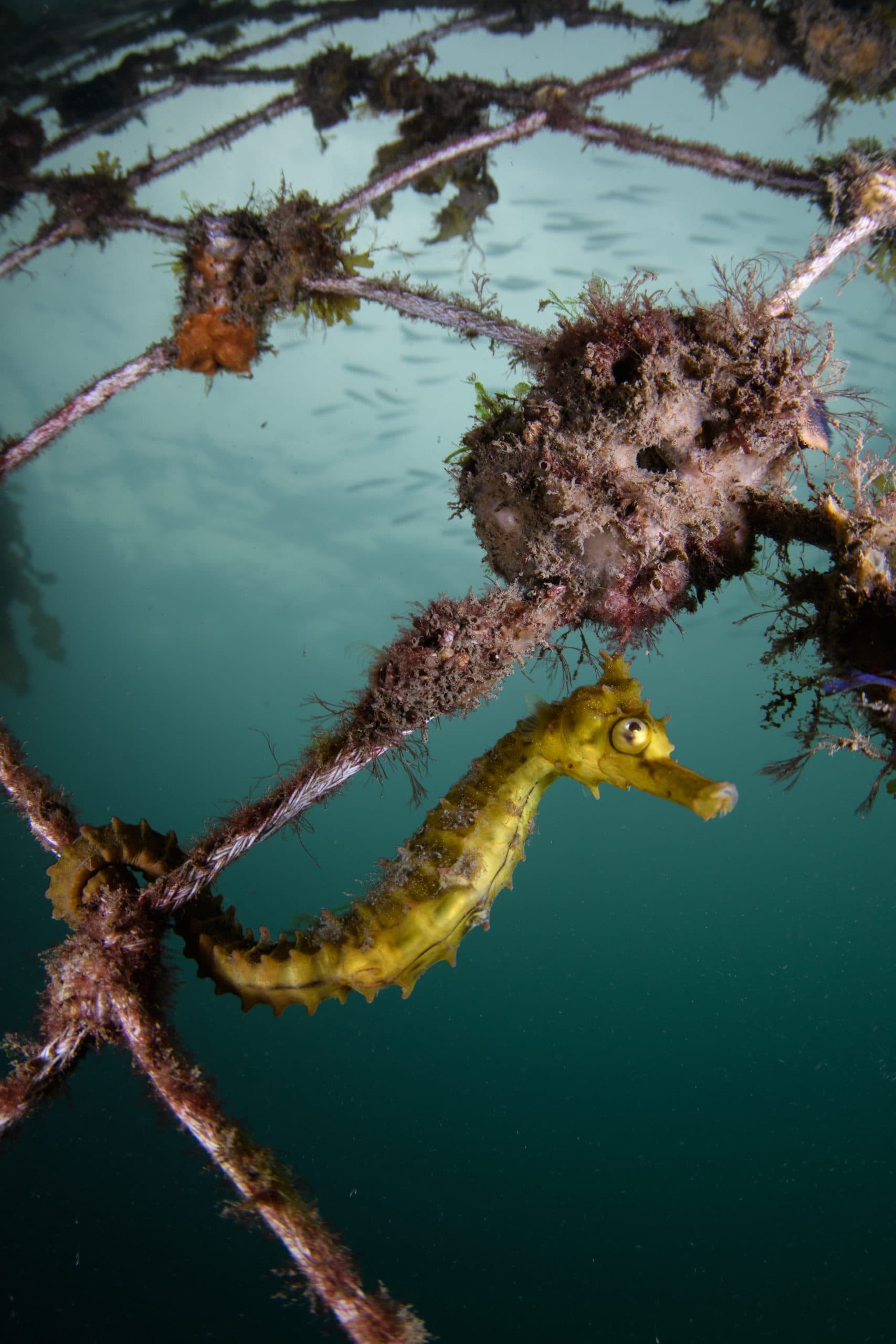 White’s seahorses on the anti-shark nets are often photographed with a macro lens. Here, the CFWA technique conveys a richer understanding of that seahorse’s habitat.