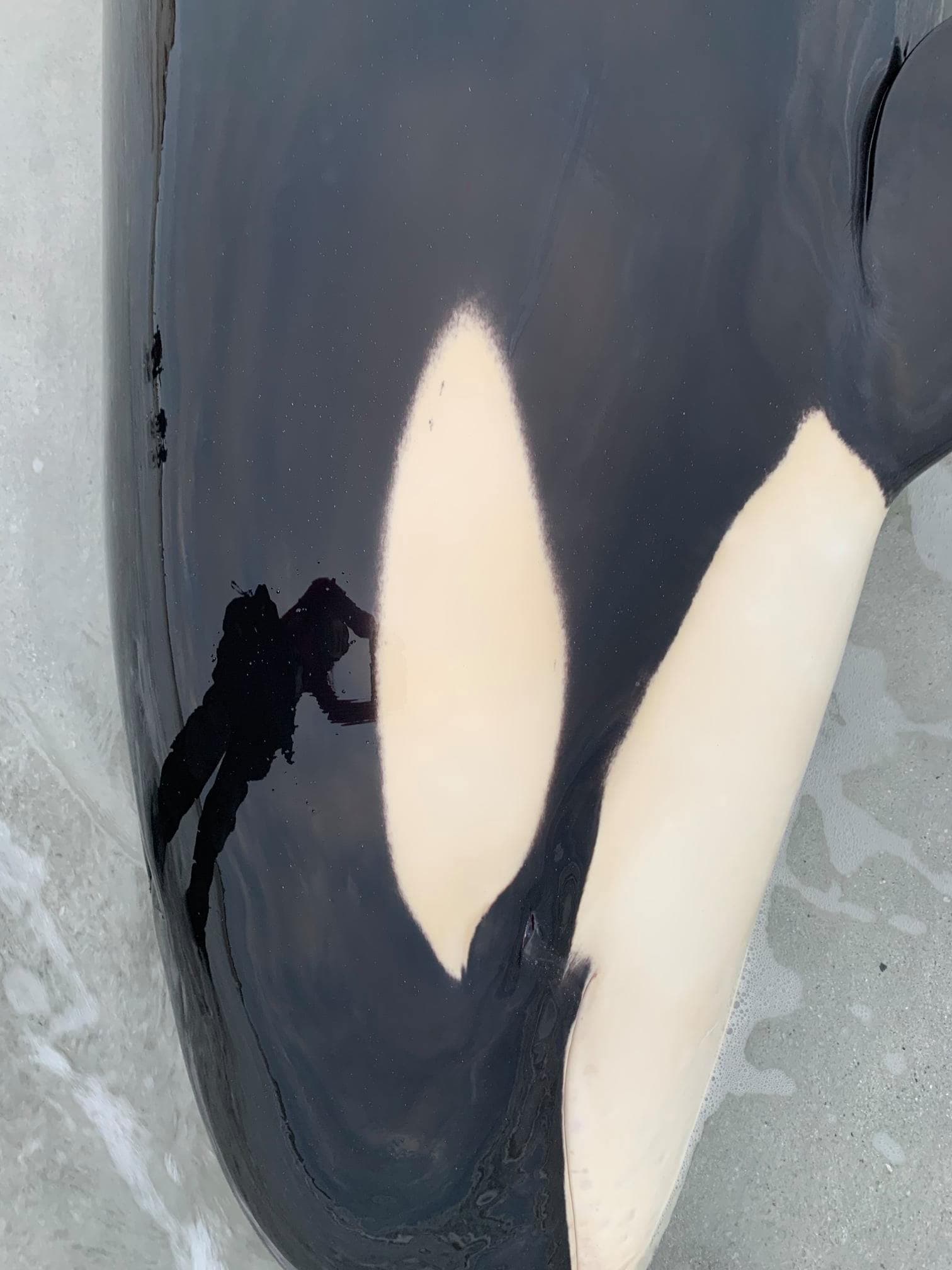 Young orca rescued by BDMLR in the Orkney Islands 3 Young Orca