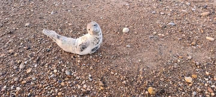 Young Seal popped a cute banana pose for the camera