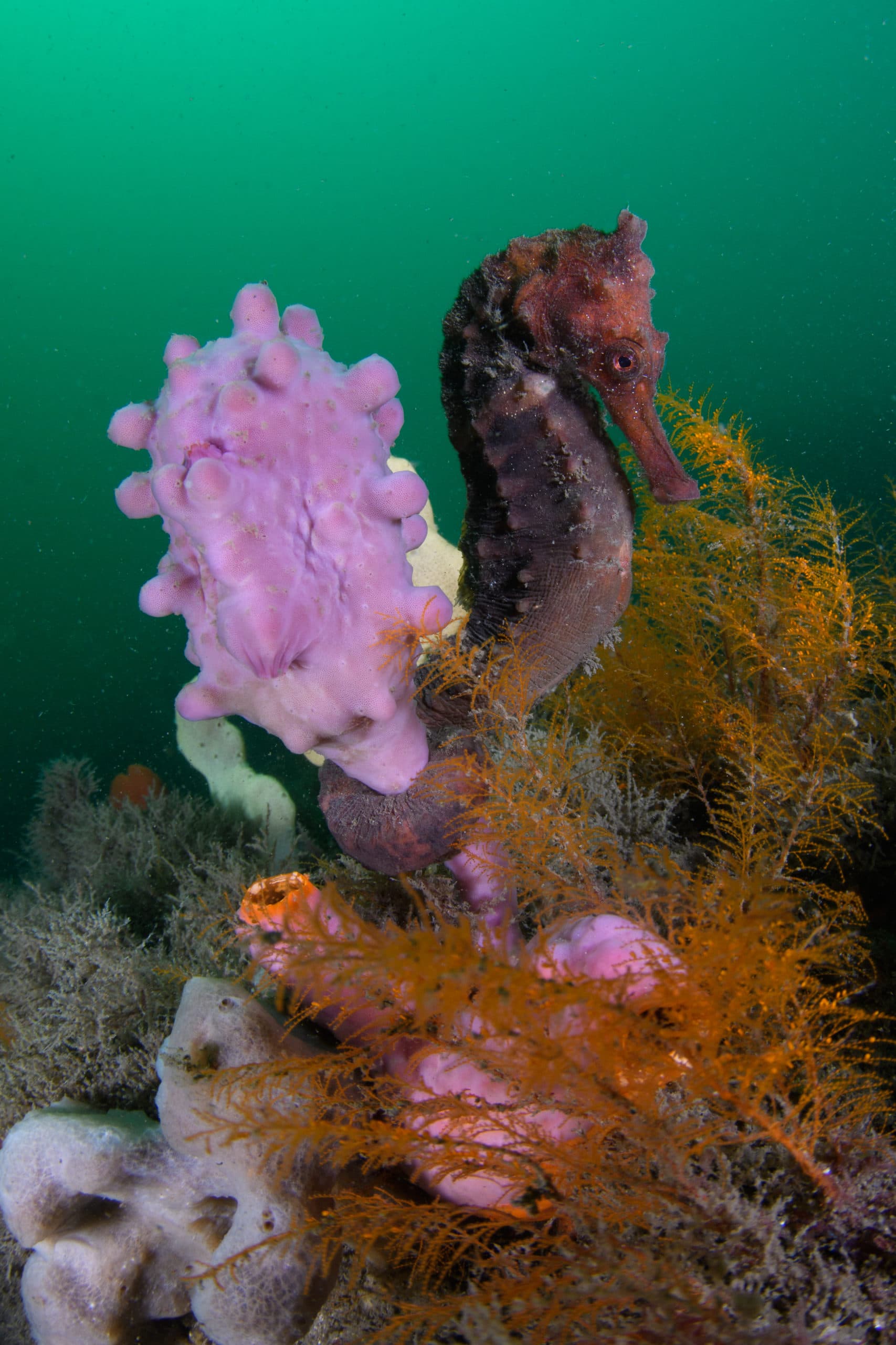 The visibility was down to 3 meters that day, yet the CFWA technique produced a clean shot of this seahorse. Bare Island, Sydney.