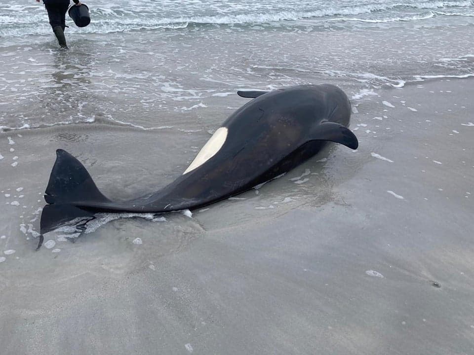 a juvenile orca, some three to four years old, and around three-and-a-half metres long