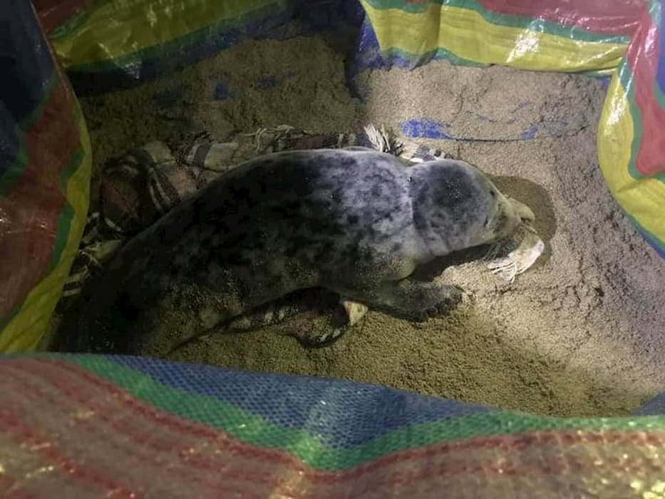 BDMLR marine mammal medics came to the assistance of a seal pup on the beach at St Ives on New Year's Eve