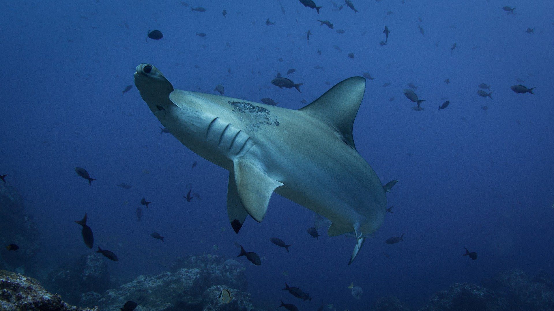 Hammerhead Shark