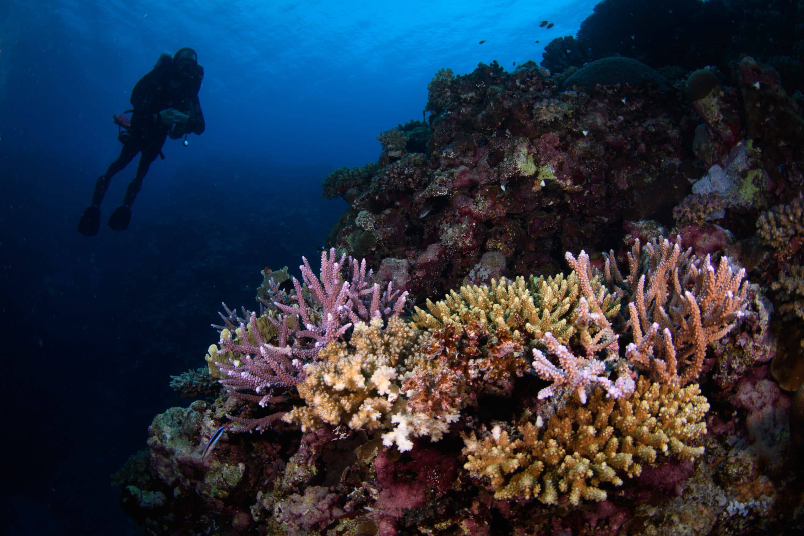 lively and colorful reefs