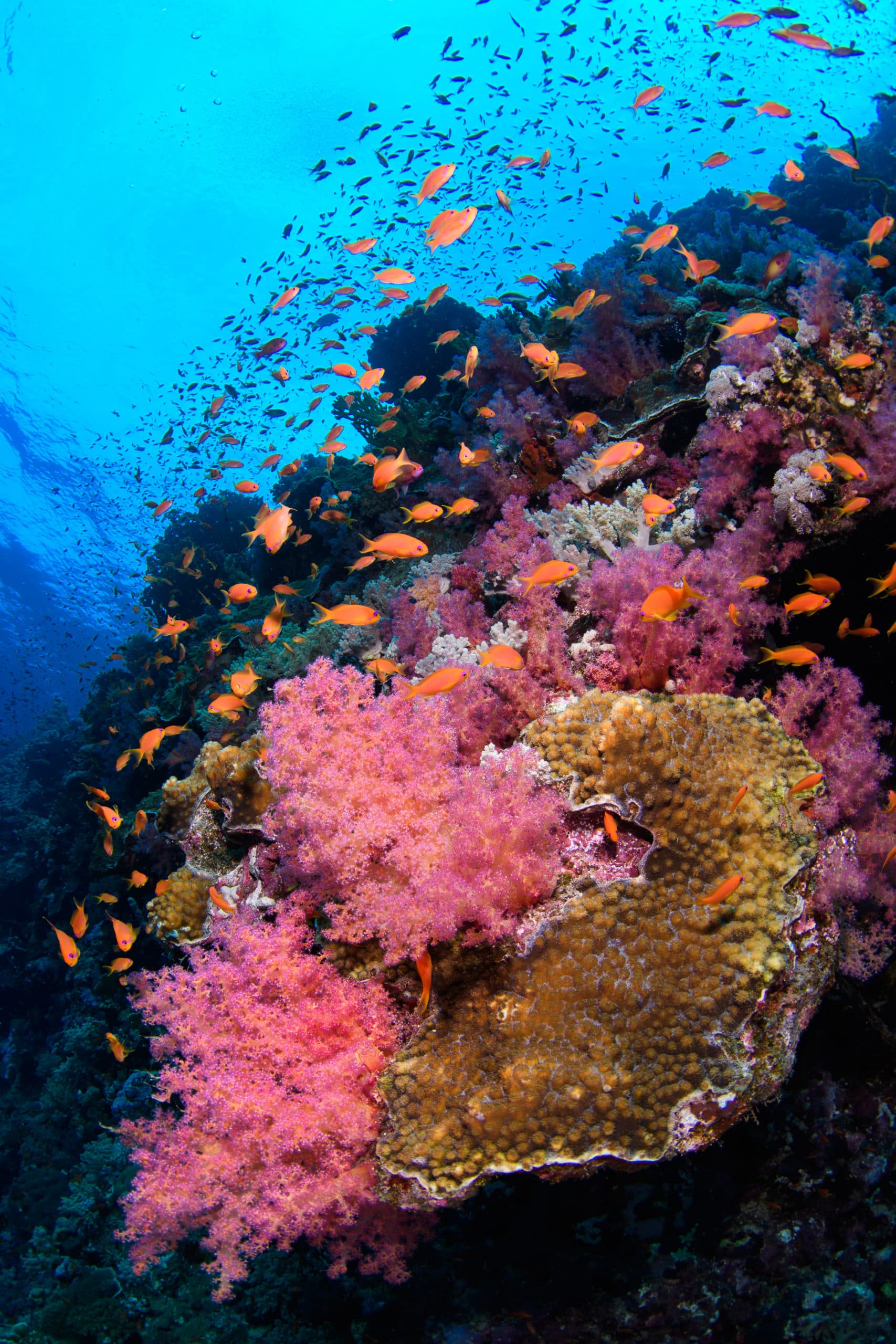 nearby reef wall