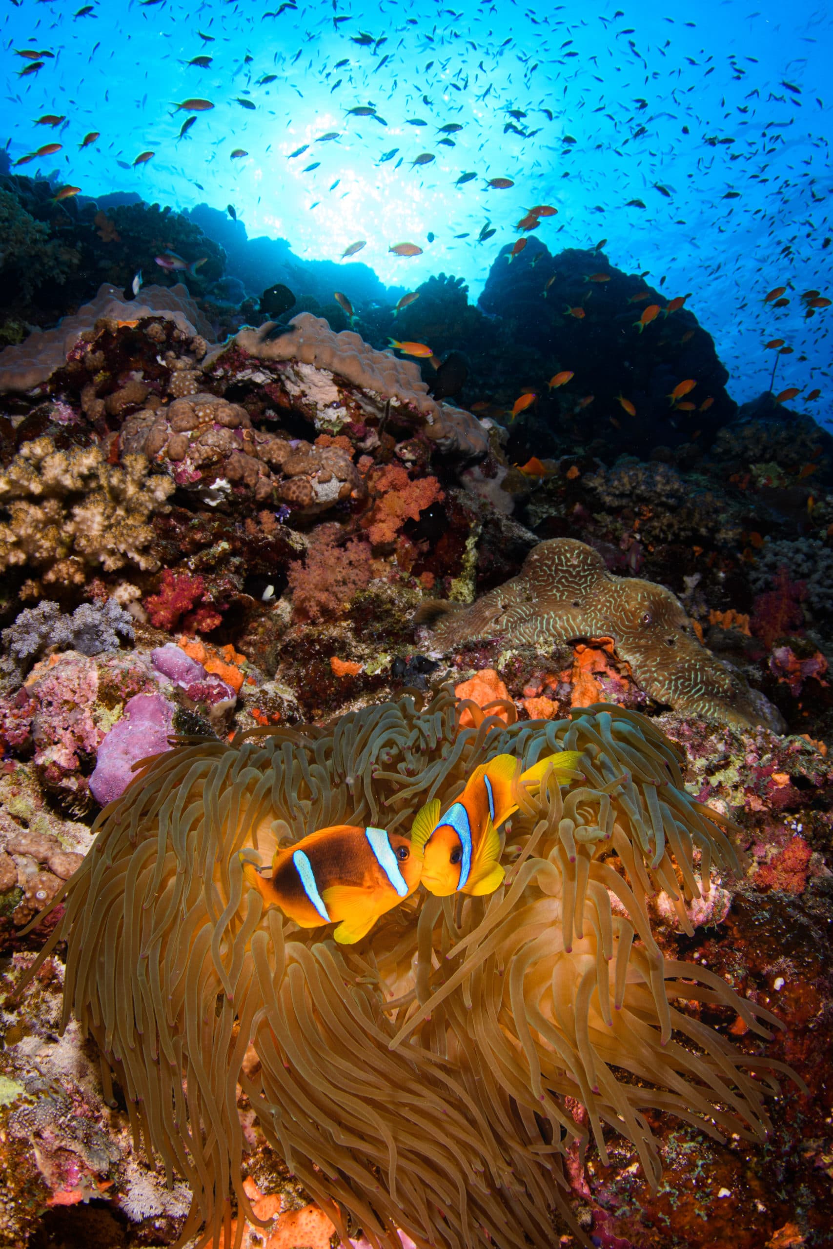 Close Focus Wide Angle technique 1 A typical CFWA shot: vertical, reef in the middleground and a sunball to make the composition more dynamic. Photograph taken in the Red Sea (Sudan).
