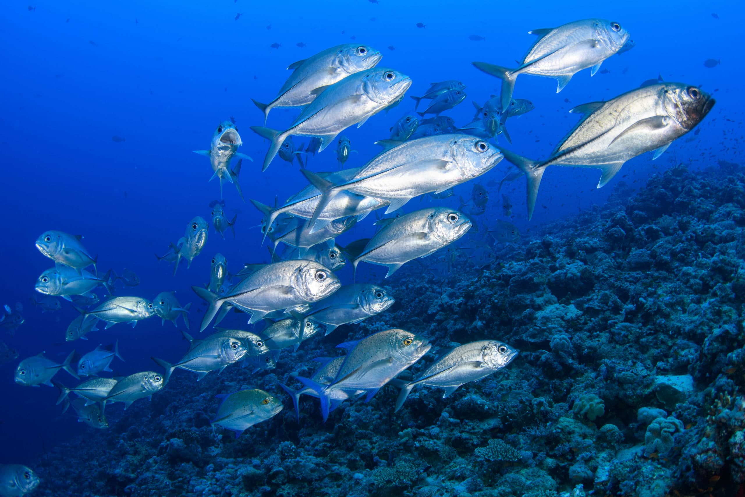 Scuba Dive Sudan 8 undersea shoal
