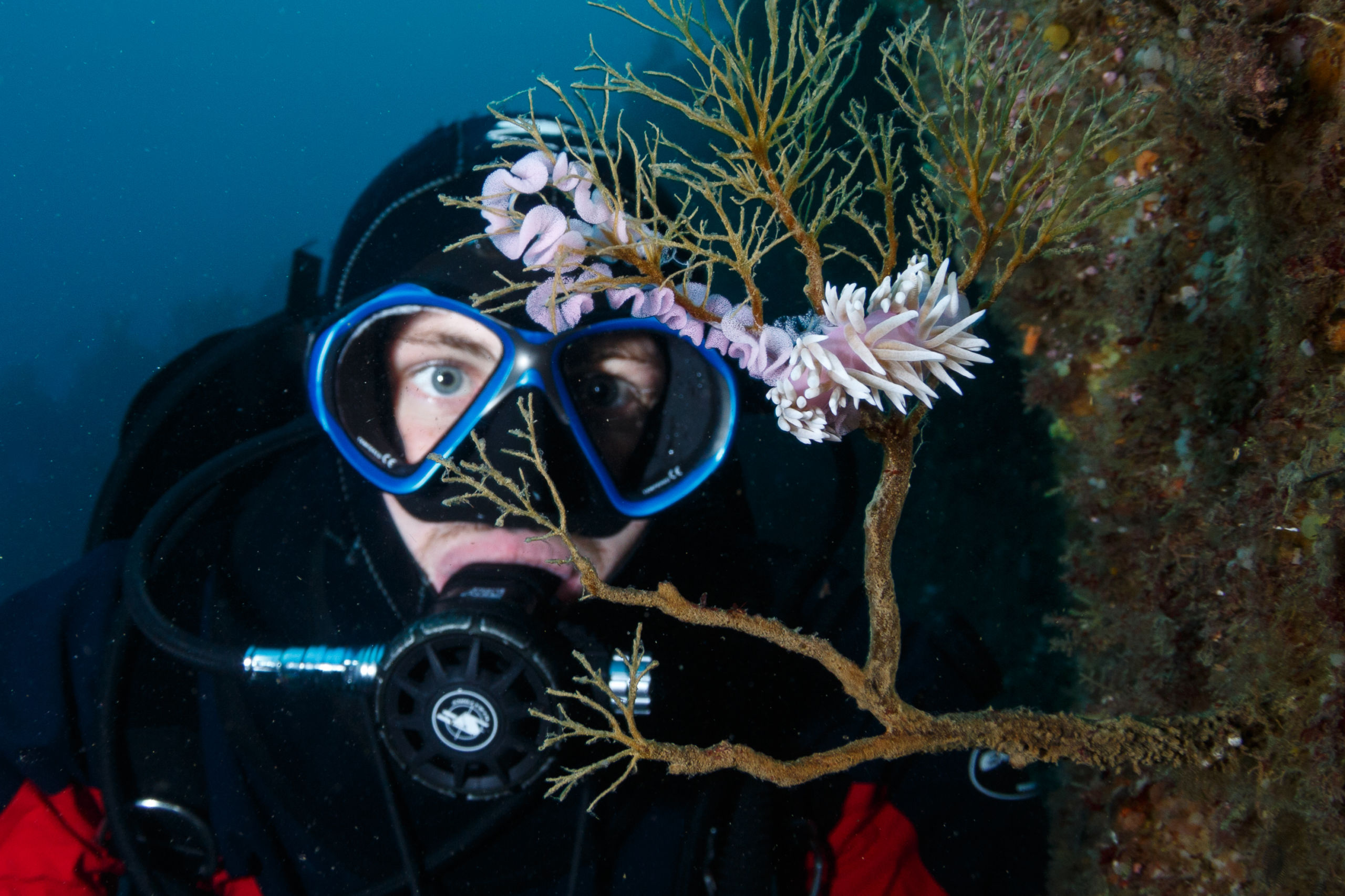 Scuba Diving Marvellous Milford Sound
