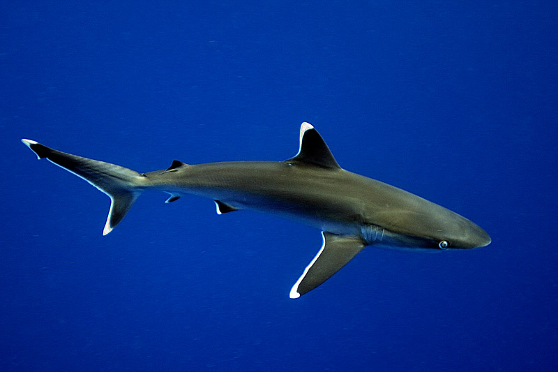 Shrinking Shark Numbers 