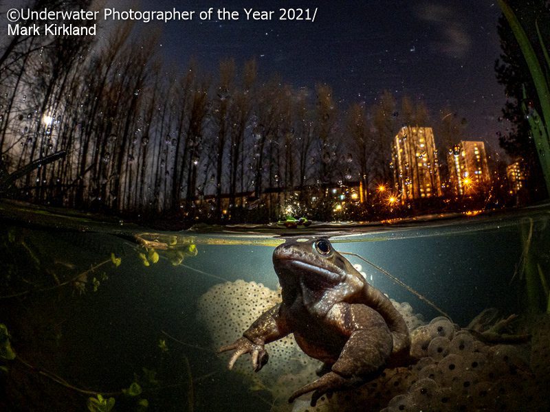 Underwater Photographer of the Year