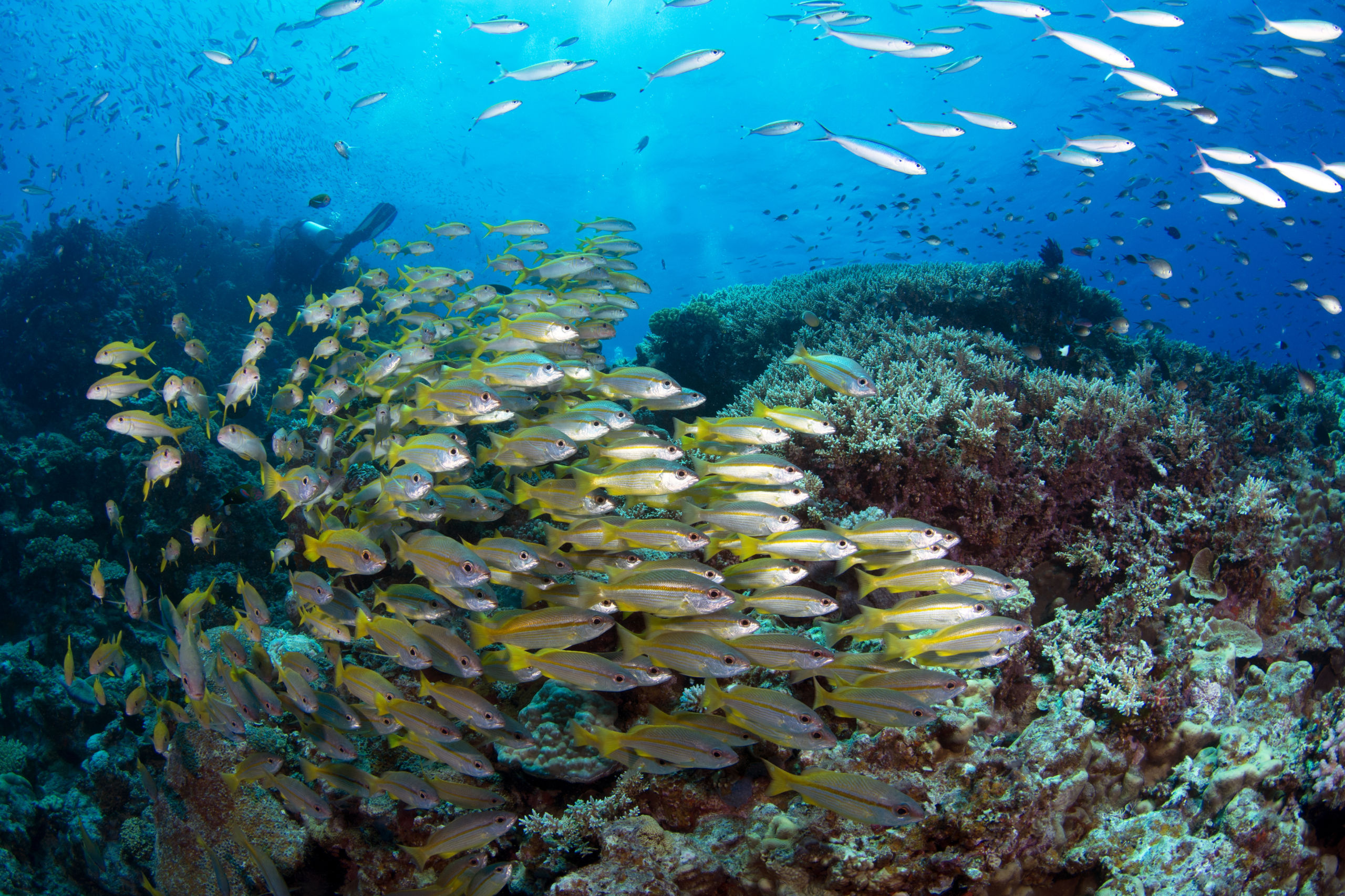 Scuba Diving the Ribbon Reefs Cairns Part 3