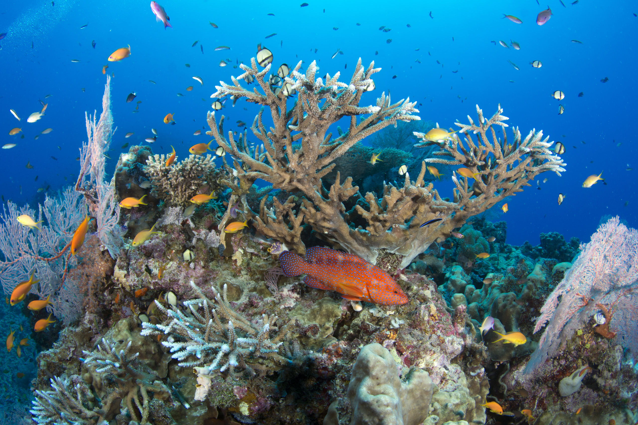 Scuba Diving the Ribbon Reefs Cairns Part 3
