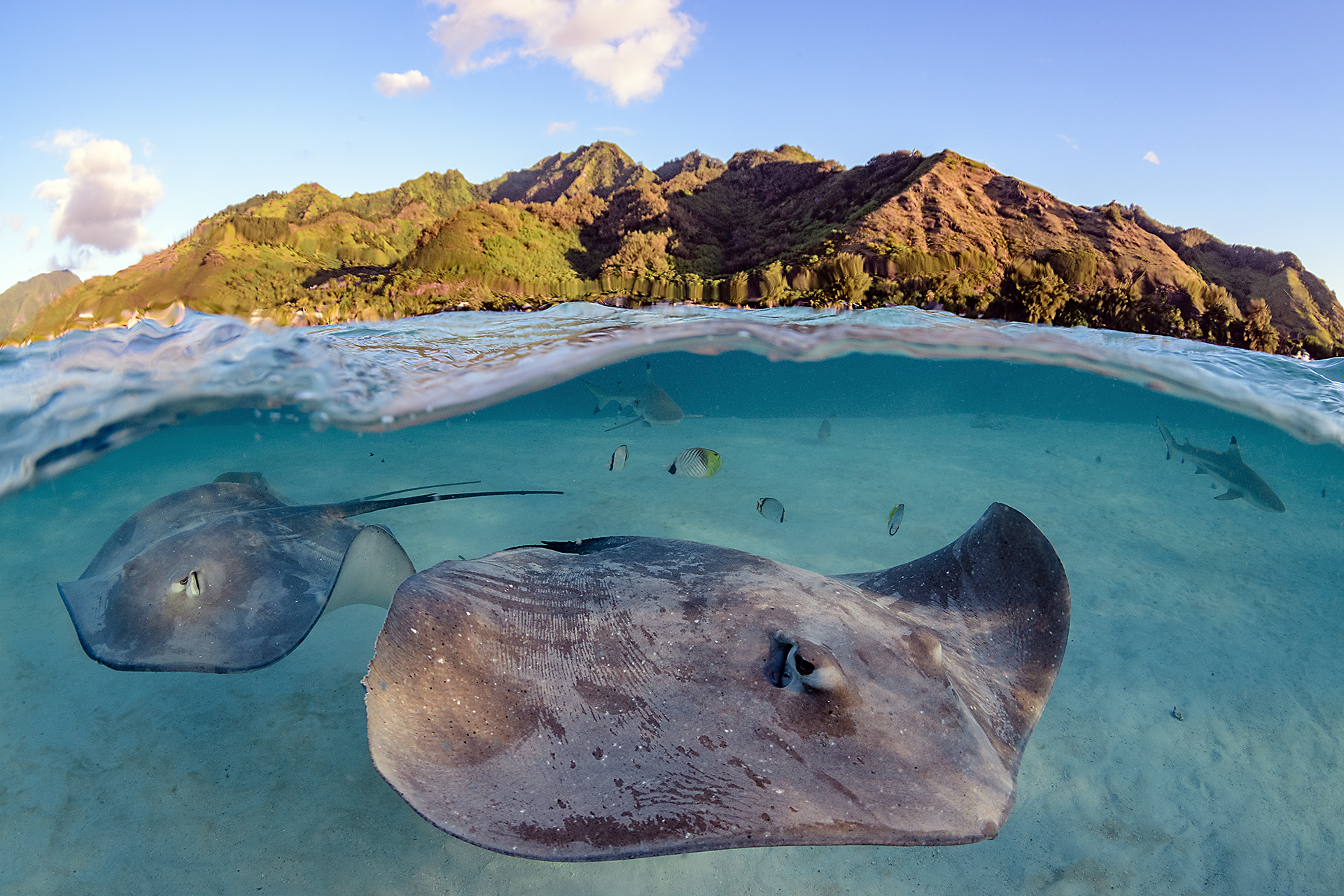 Swimming with Gentle Giants