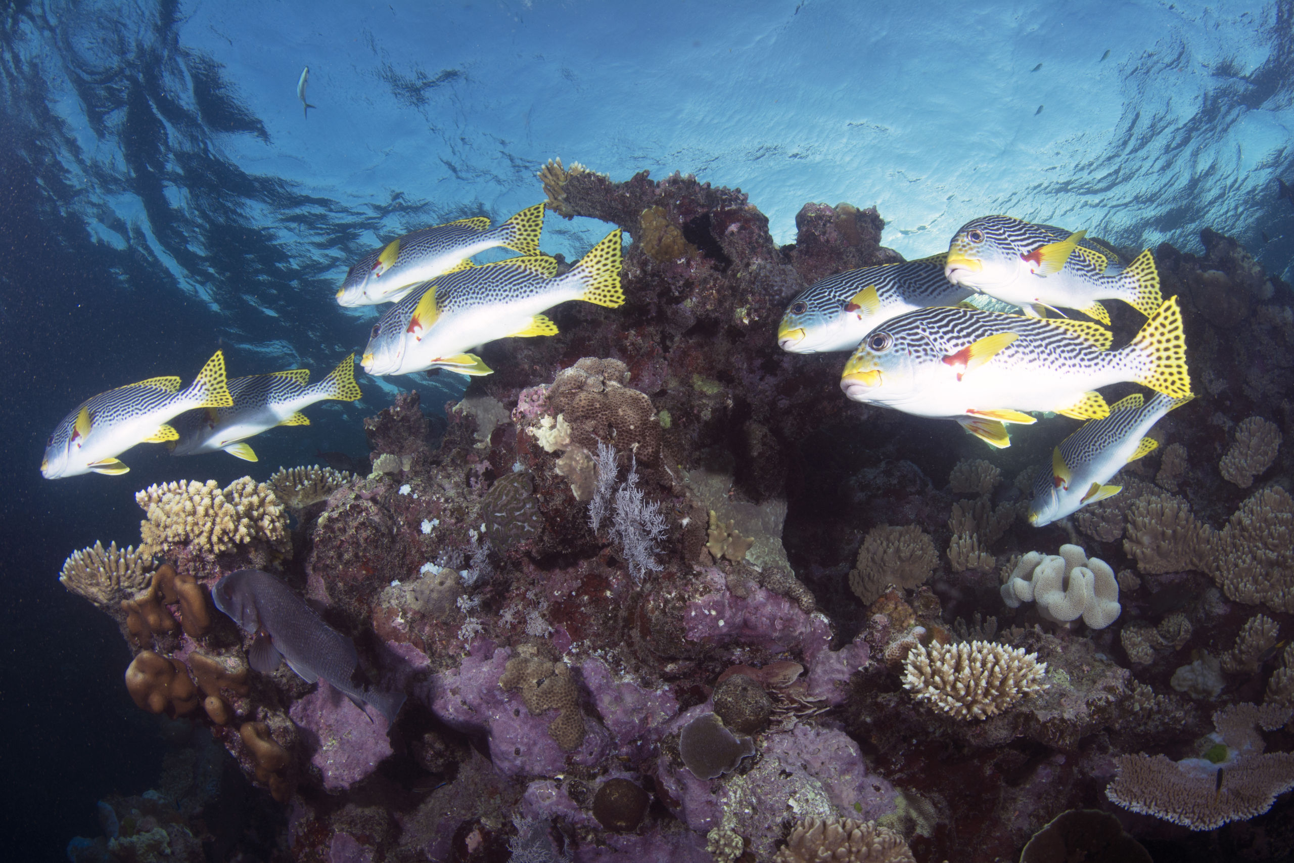 Scuba Diving the Ribbon Reefs Cairns Part 3