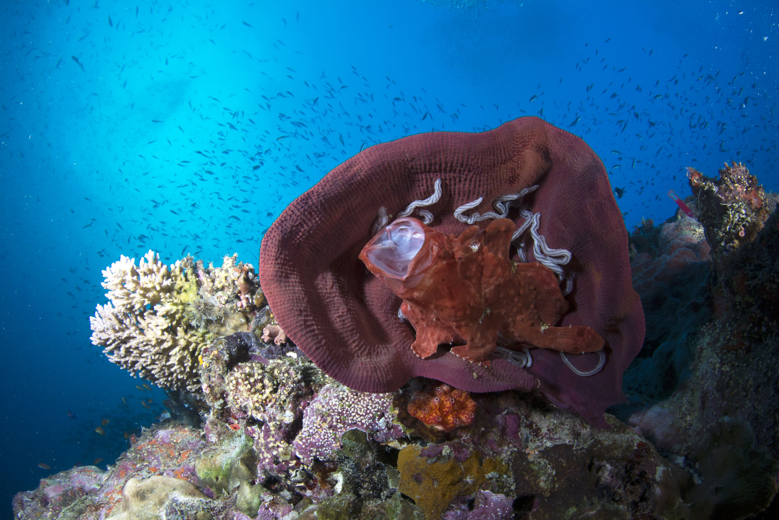 Scuba Diving the Ribbon Reefs Cairns Part 3