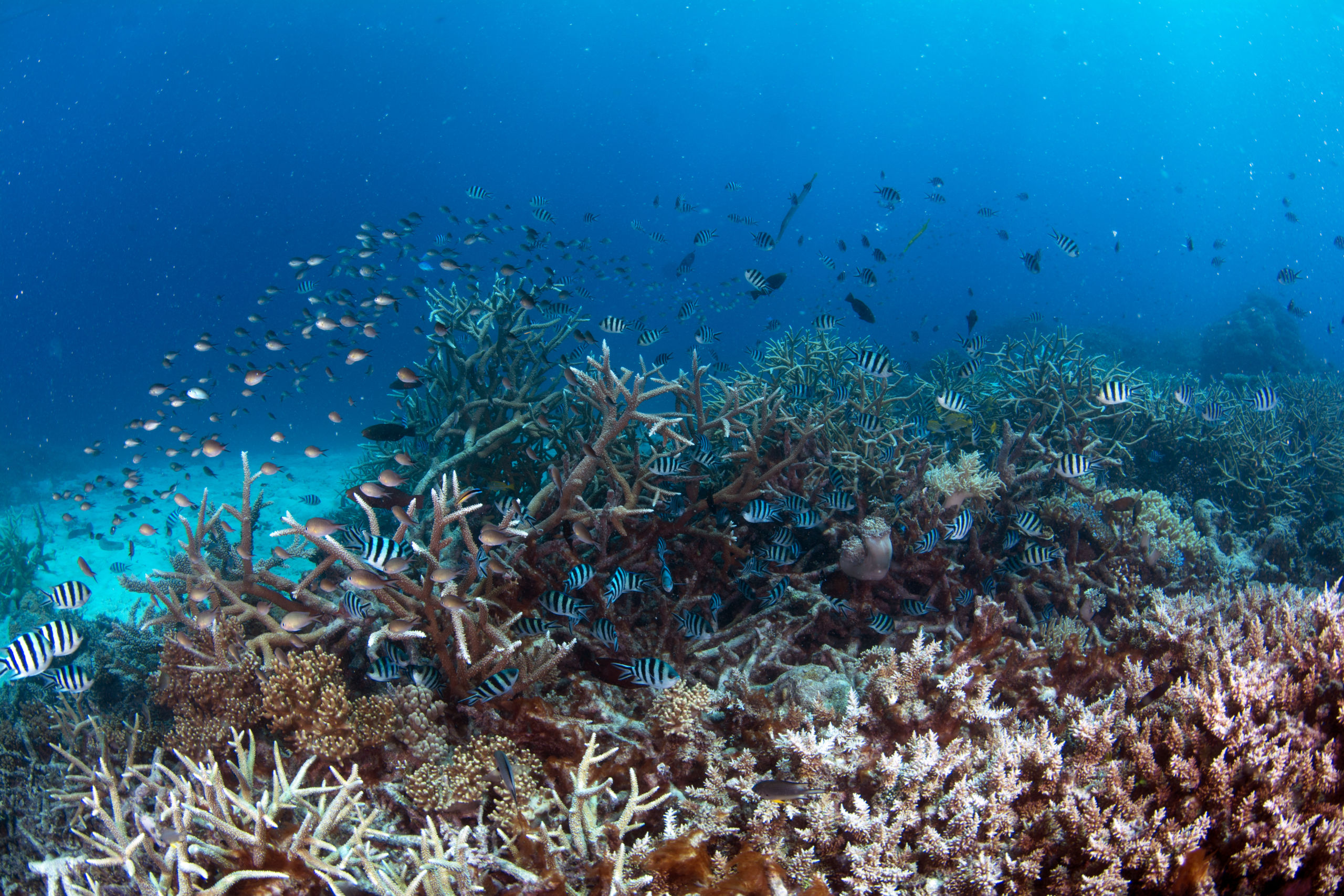 Scuba Diving the Ribbon Reefs Cairns Part 3