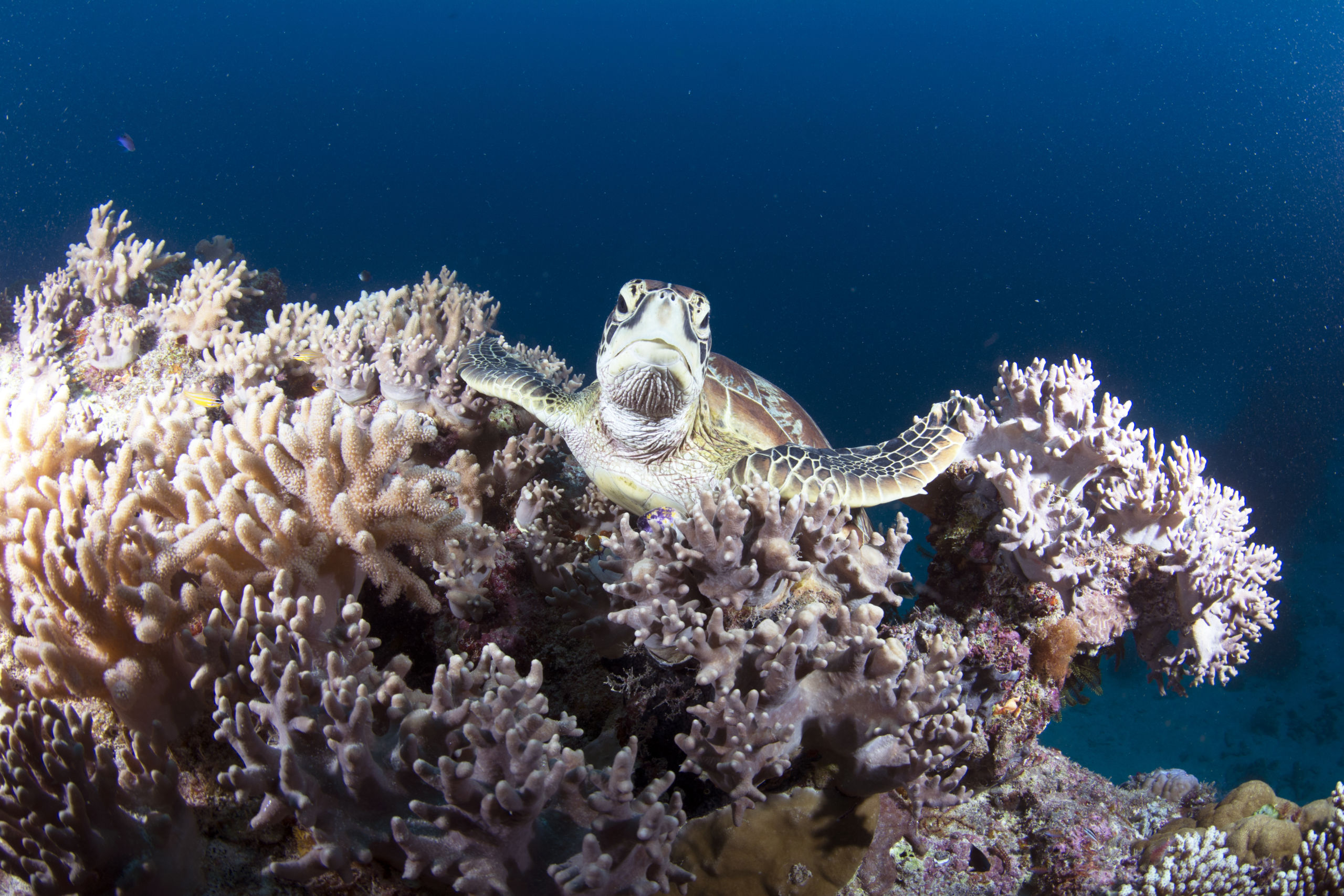 Scuba Diving the Ribbon Reefs Cairns Part 3