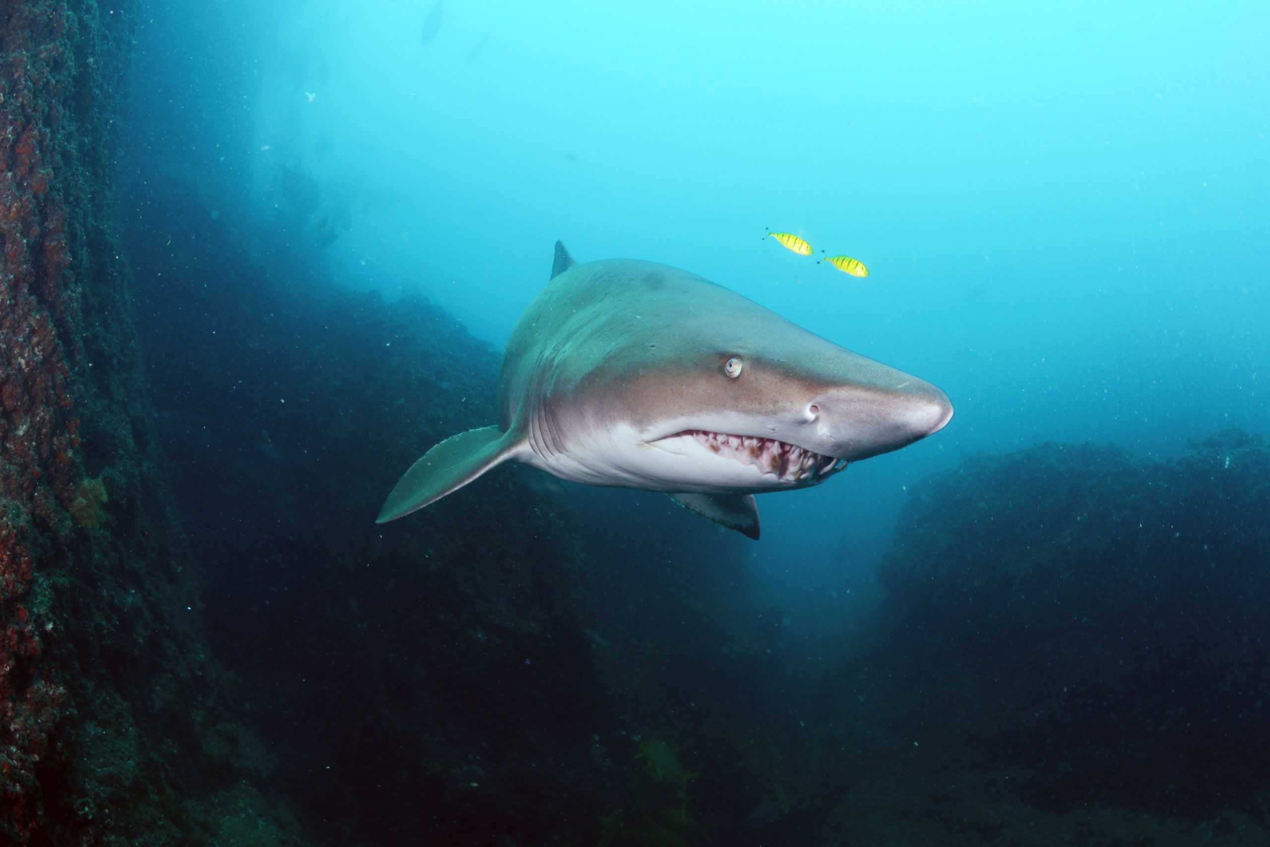 Sharks and Rays Facing Extinction