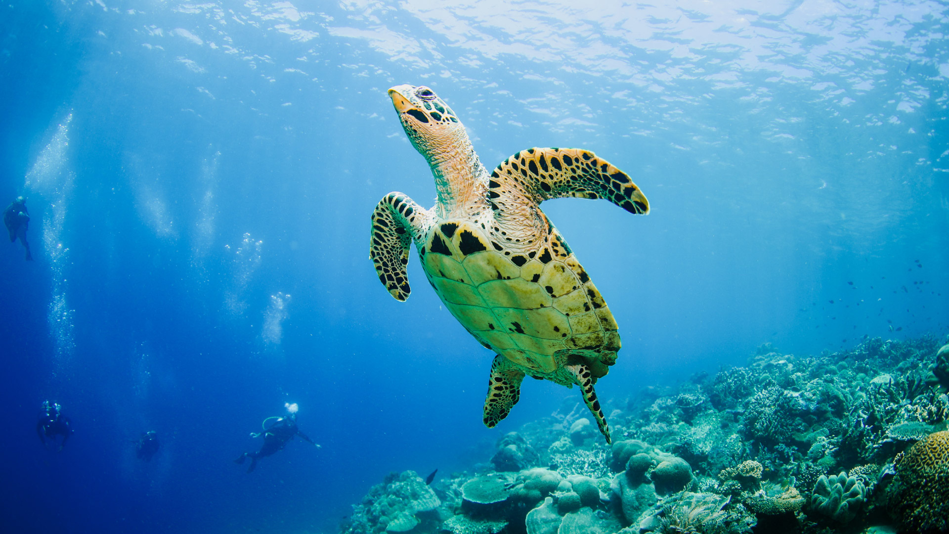 Flying Sea Turtle