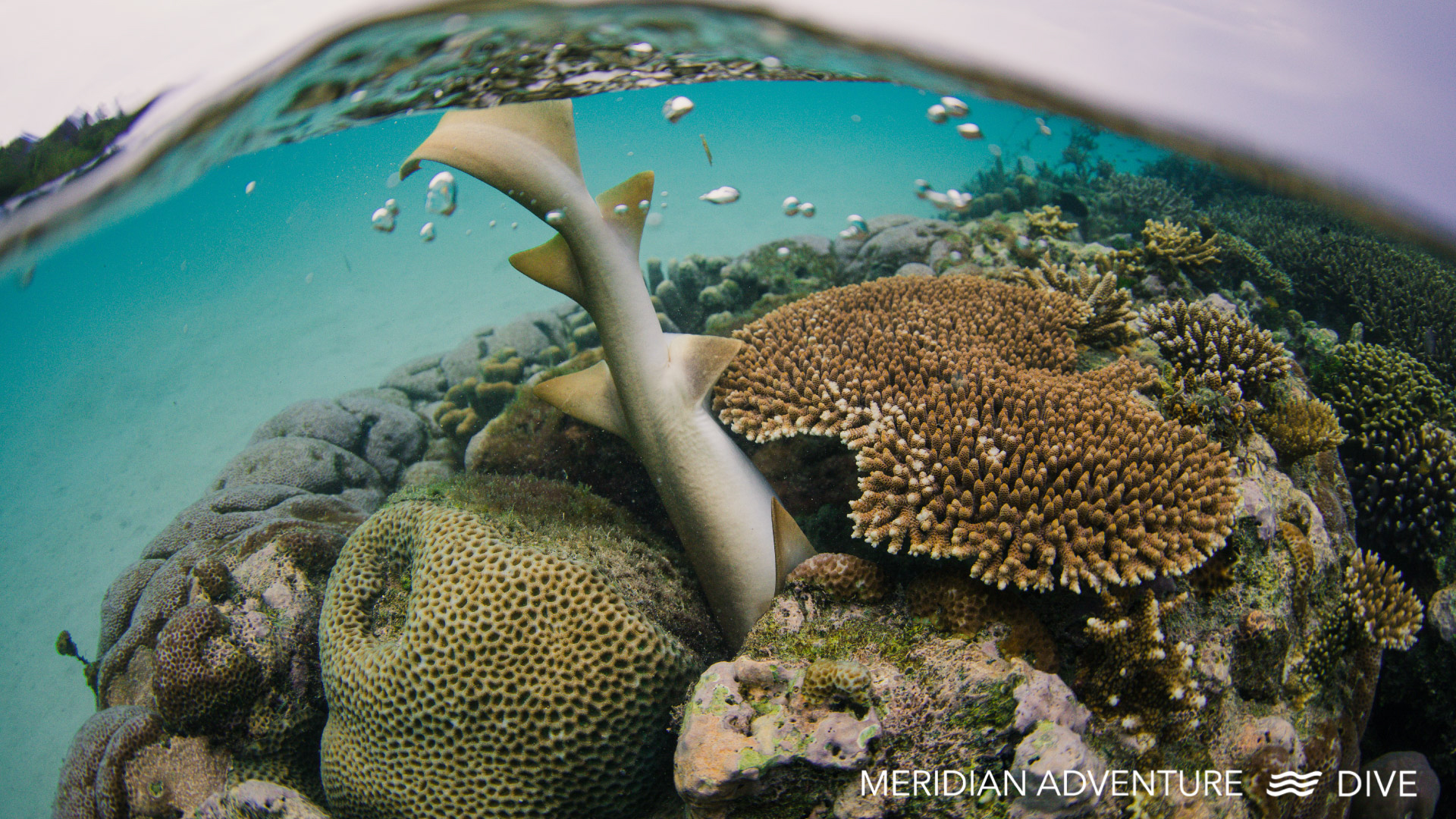 Raja Ampat 7 der Besten