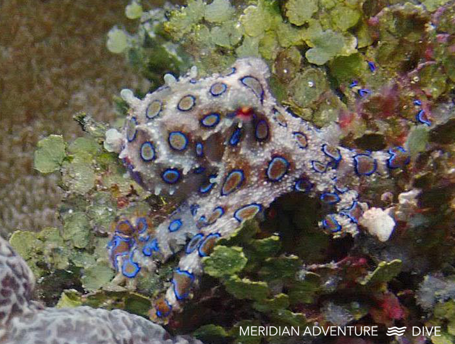 Raja Ampat 7 der Besten