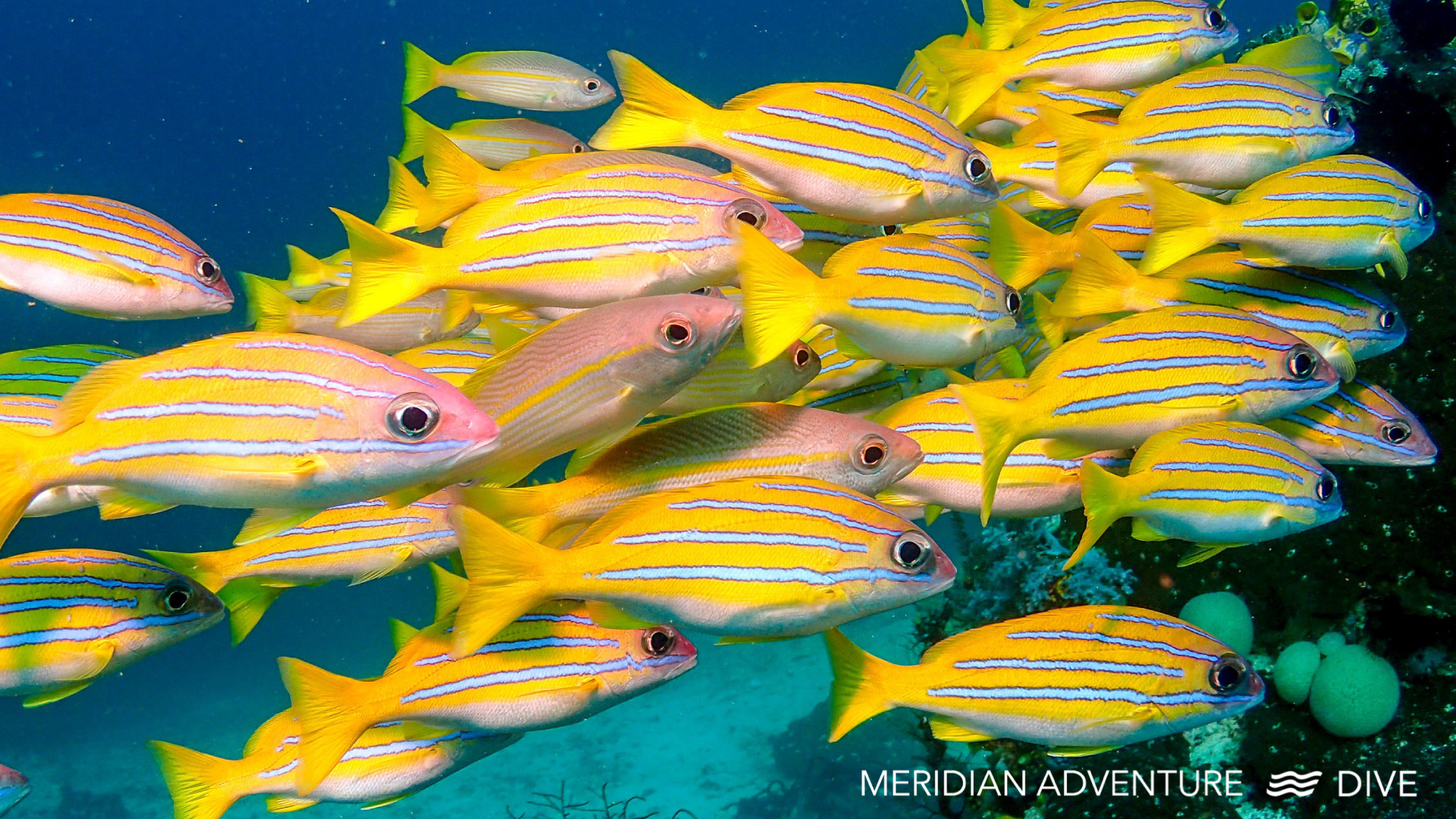 Raja Ampat 7 der Besten