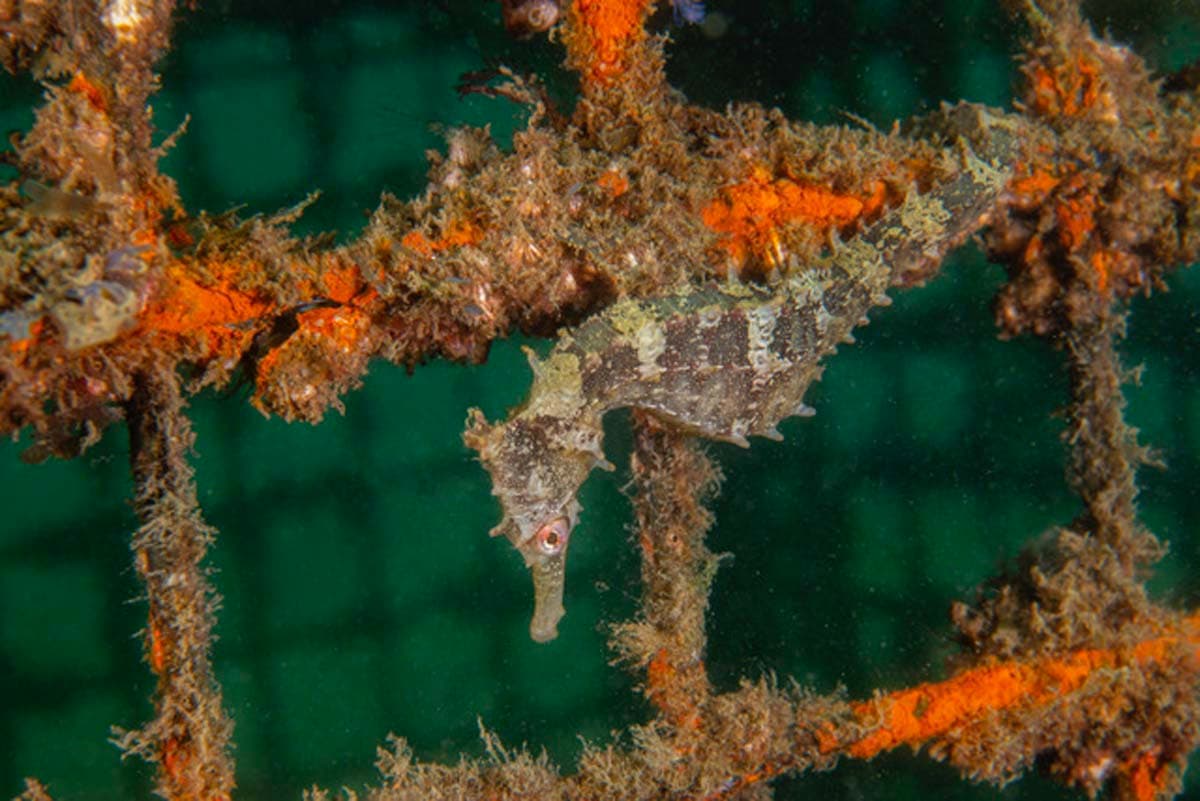 Chowder Bay Conservation Initiative 3 Juvenile Whites seahorse on Seahorse Hotel at Chowder Bay - Credit Jayne Jenkins