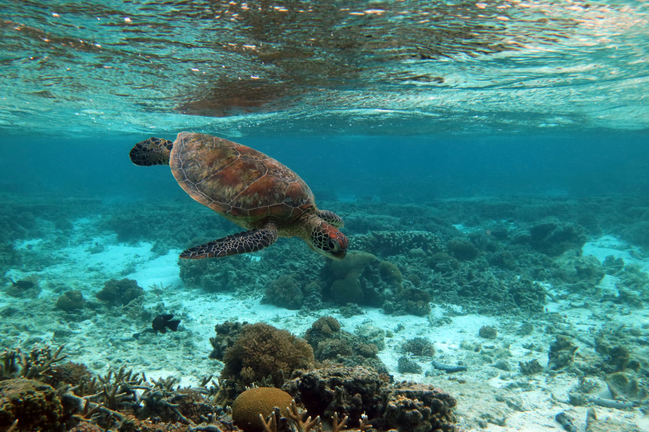 Lady Elliot Island Lagoon Turtle - Credit, Deborah Dickson Smith