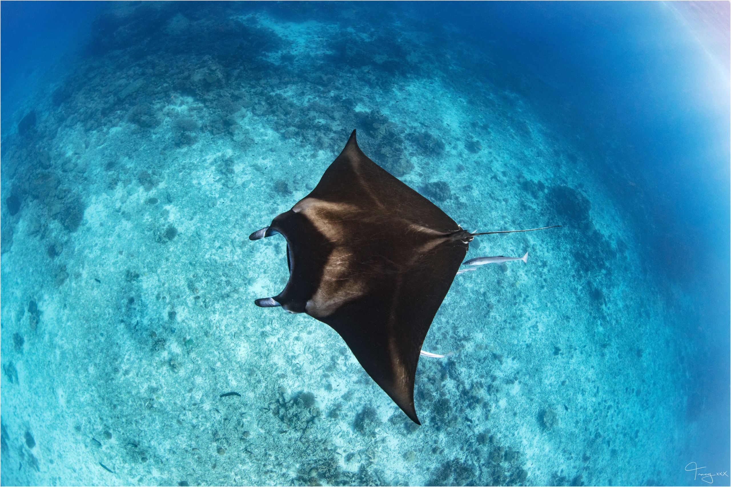 Lady Musgrave Island manta - Credit, Tracy Olive