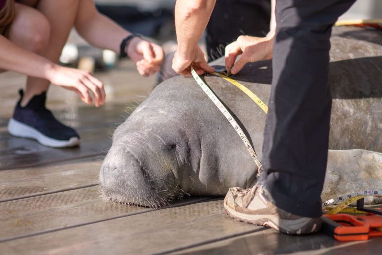Manatees Released Back to the Wild
