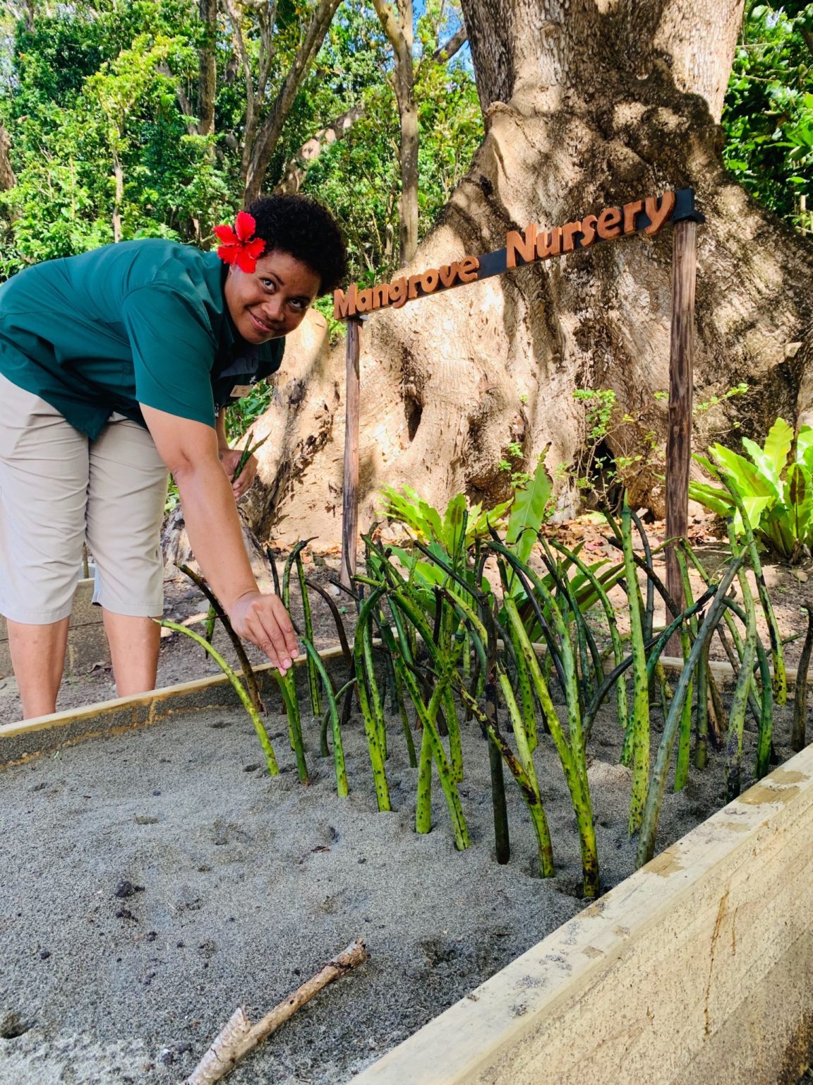 Inspiring Mangrove Reforestation Project