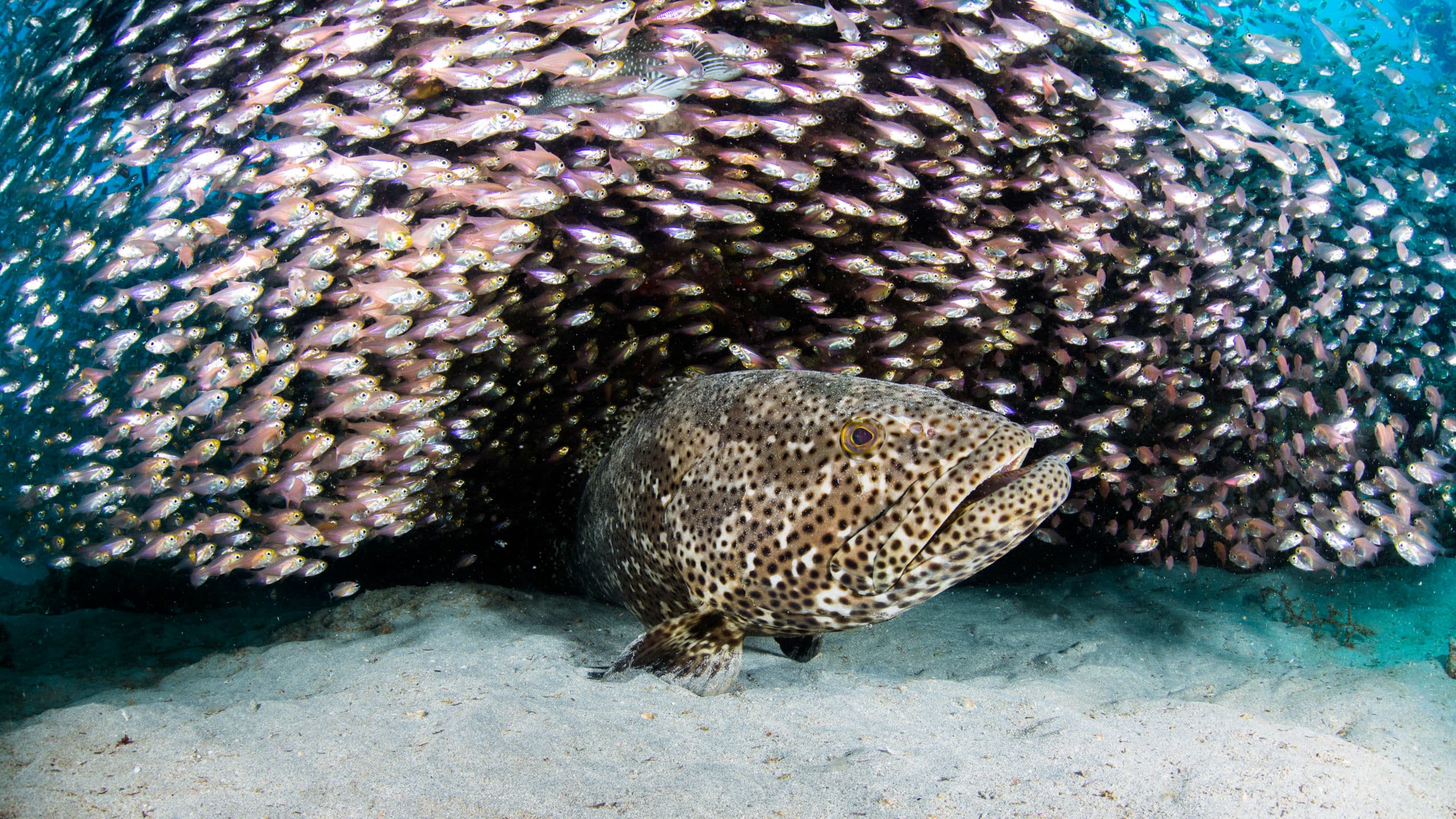 Ningaloo Reef - Credit, Dive Ningaloo