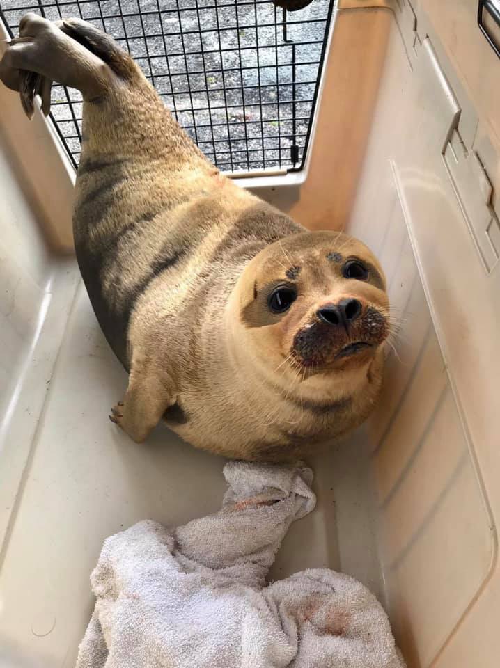 Rescued Seal by BDMLR in River Thames