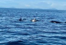 Amazing Orca Encounter at Sipadan