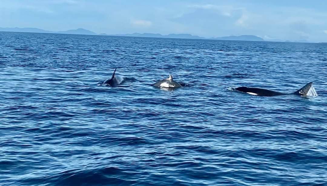 Amazing Orca Encounter at Sipadan