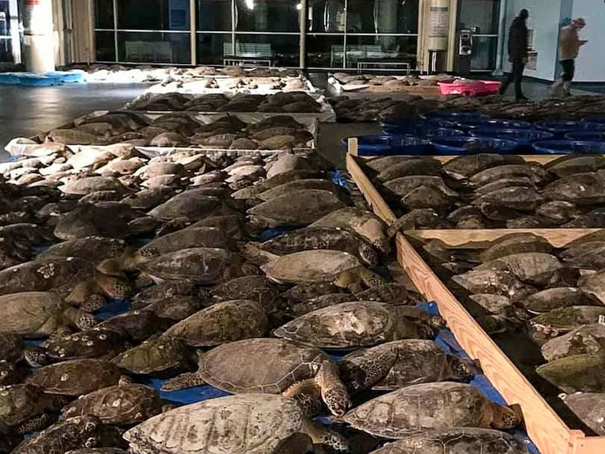 Thousands of 'cold-stunned' turtles saved in Texas