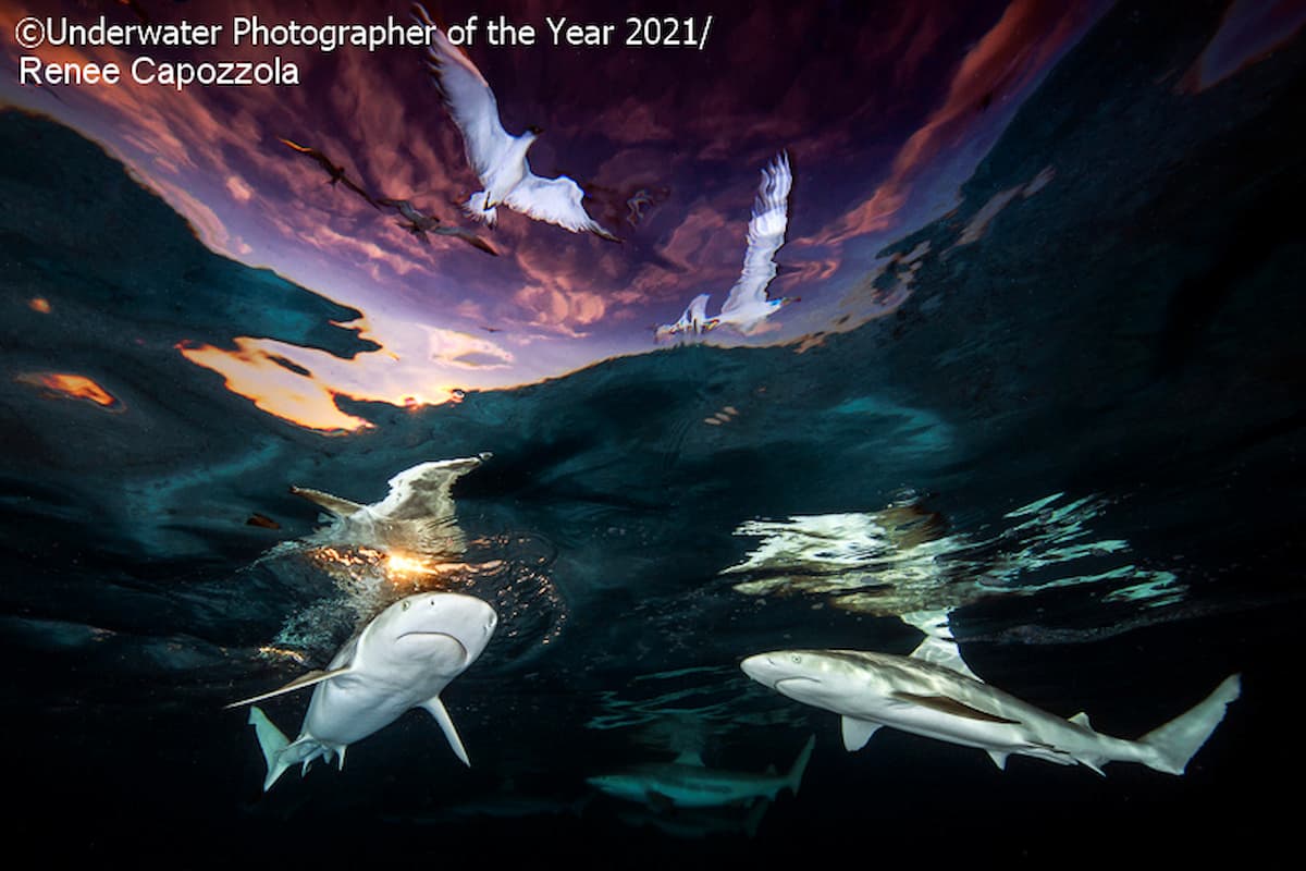 Underwater Photographer of the Year 2021 - Renee Capozzola