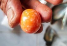 fisherman finds orange pearl