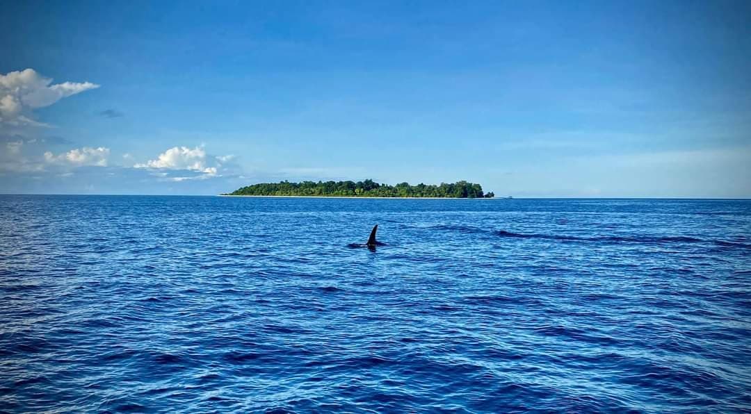 One of the orcas that was sighted on the south side of Pulau Kapalai, in October 2019. The same day an orca calf was seen eating a sunfish on the same island, accompanied by an adult orca. (Photo credit: Yumi Chia)
