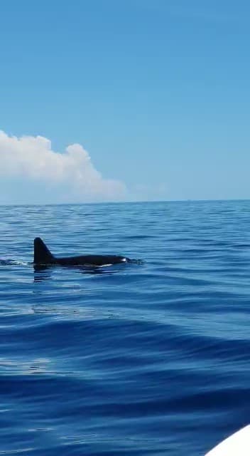One of the orcas that was sighted on the south side of Pulau Kapalai, in October 2019. The same day an orca calf was seen eating a sunfish on the same island, accompanied by an adult orca.  (Photo credit: Yumi Chia)